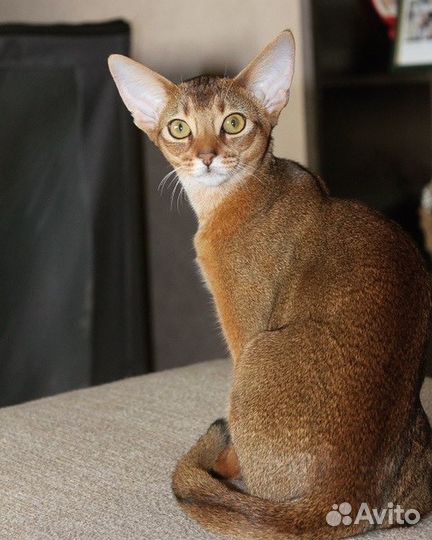 Абиссинская кошечка 2,5 года