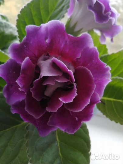 Глоксиния лист укоренившиеся