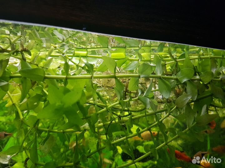 Для аквариума