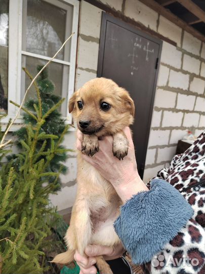 Собака в добрые руки отдам бесплатно