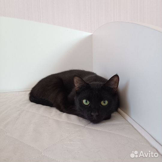 Котик Деймон, очень любит собак