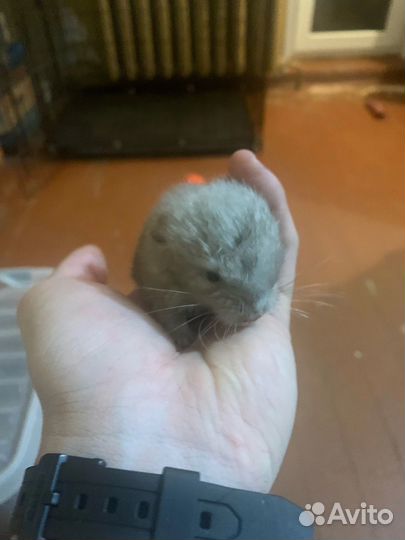 Шиншилла девочка