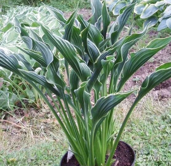 Хоста растение