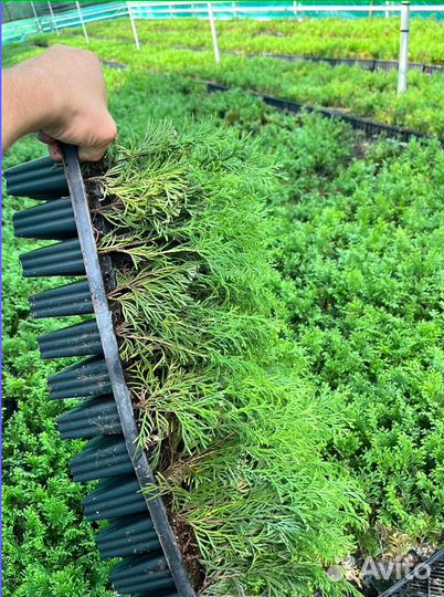 Туя смарагд с гарантией приживаемости