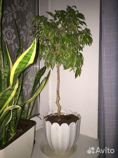 Фикус Бенджамина