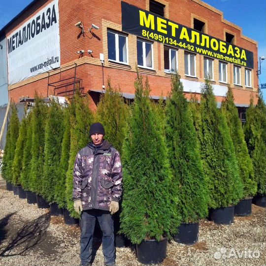 Туя смарагд саженцы