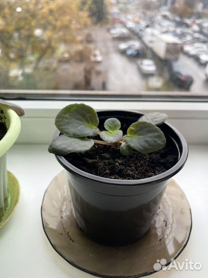 Фиалка в горшках