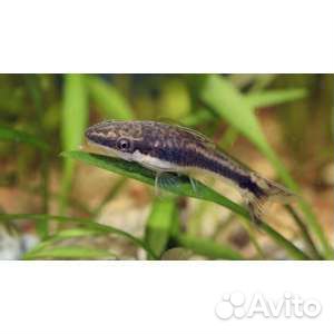 Теодоксус, Неретина, Отоцинклюсы