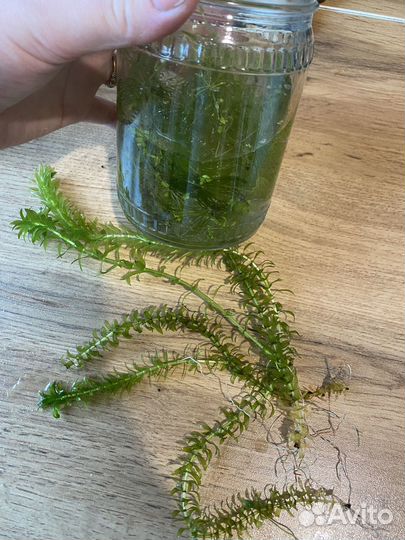 Аквариумное растение