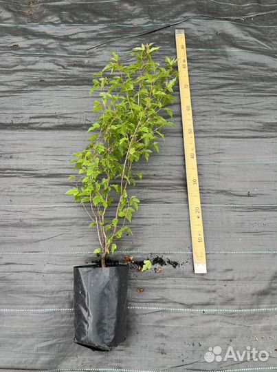 Клен Гиннала