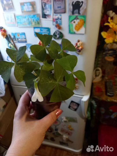 Комнатные растения