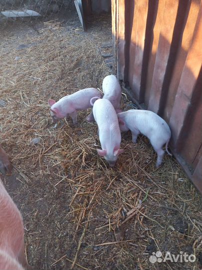 Поросята