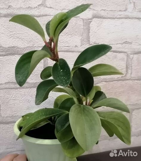 Пеперомия туполистная