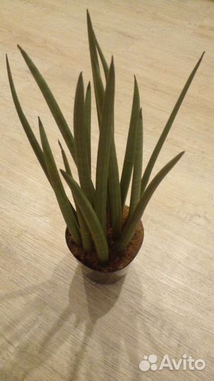 Сансиеверия цилиндрика