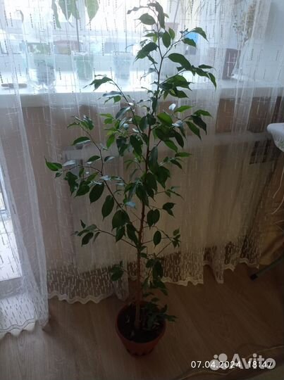 Фикус Наташа мелколистный