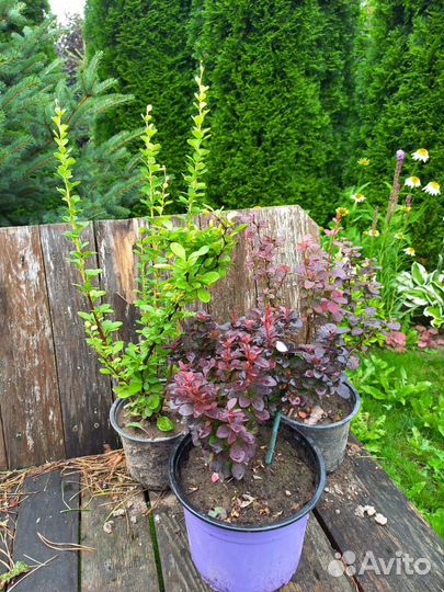 Садовые многолетние растения