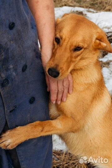 Собака в добрые руки