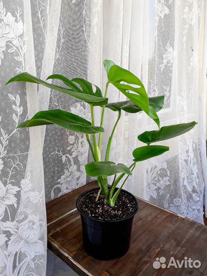 Монстера Доставка