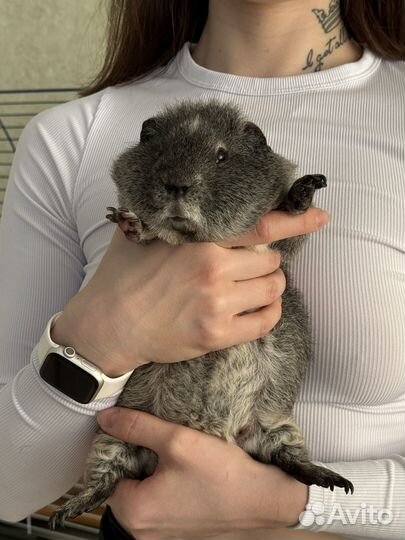Морские свинки (Лункария / Тедди)