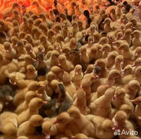 Утята суточные и подрост