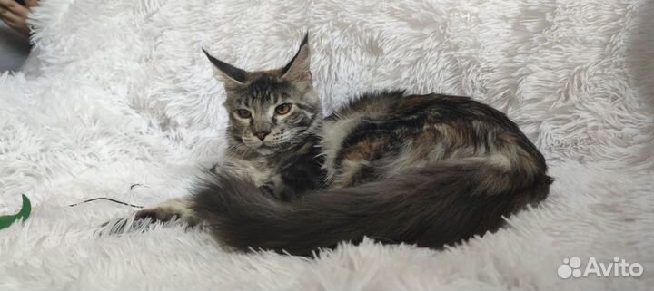 Котята мейн-кун