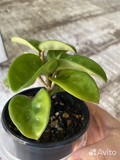 Хойя Кринкл8, Лиза аустралис, Ваетти, фил Хастатум