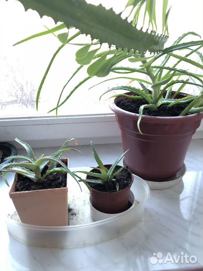 Индийский лук, алое