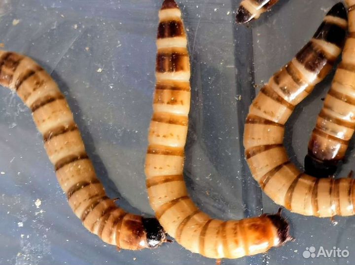 Зофобас. Кормовые насекомые