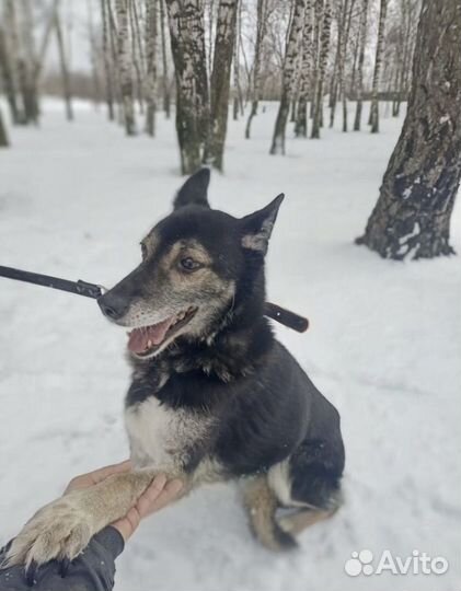 Миниатюрная Раиса из приюта ищет дом