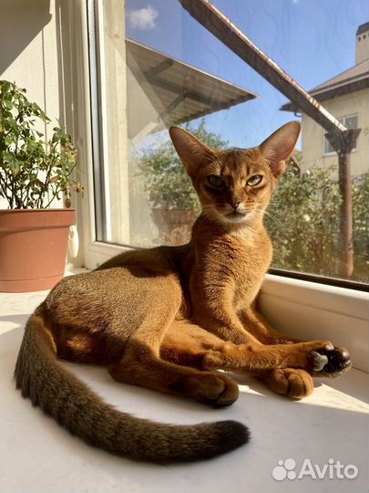 Абиссинские девочки