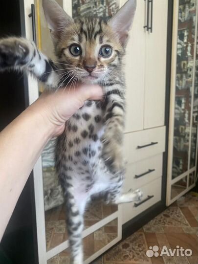 Бенгальские котята