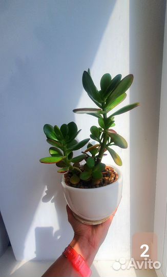 Толстянка. Денежное дерево