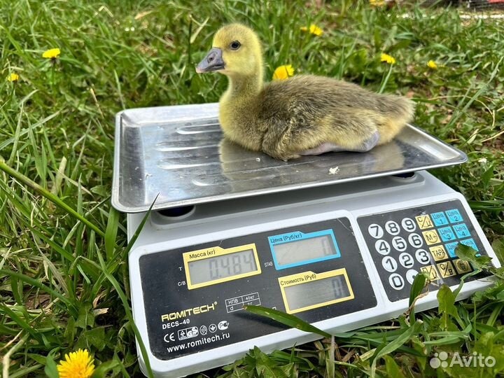 Гуси Крупный серый, Линда