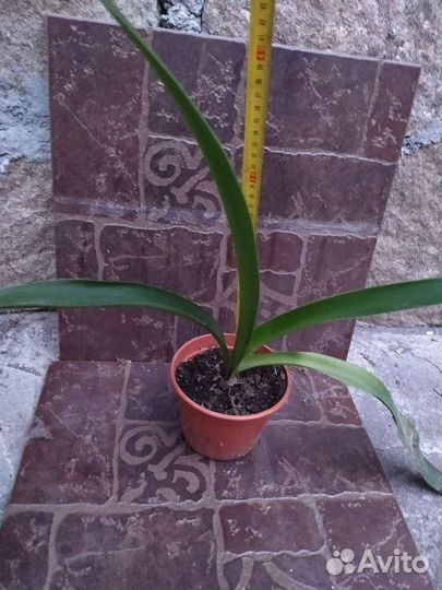 Амариллис (гиппеаструм)