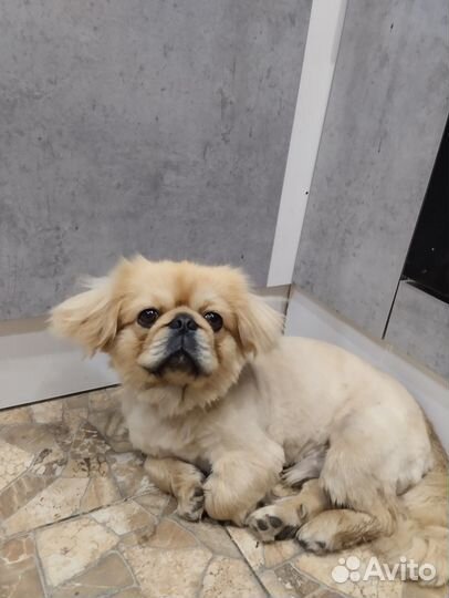 Вязка собак пекинес