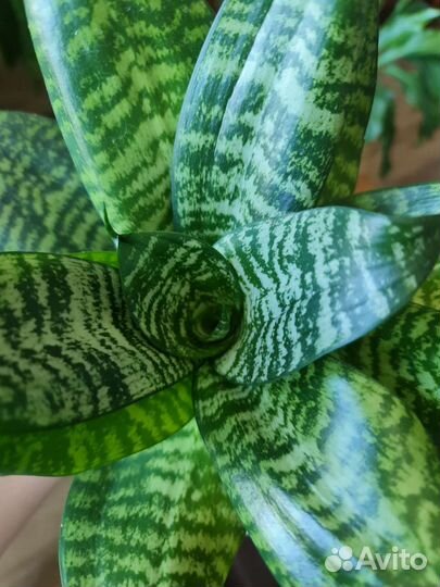 Сансевиерия