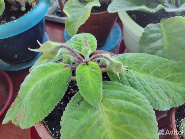 Фиалки и глоксинии