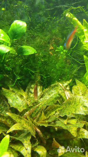 Аквариумное растение