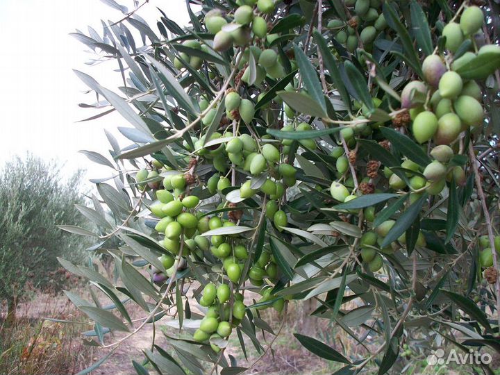 Семена и саженцы оливкового дерева и др растений