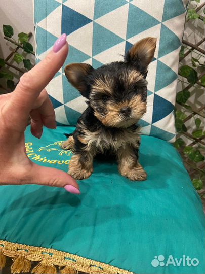 Красивые щеночки йорка