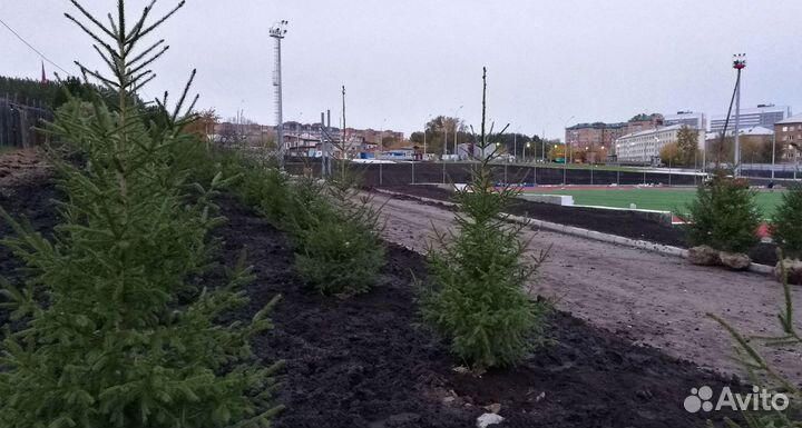 Саженцы сибирской ели экстра класс