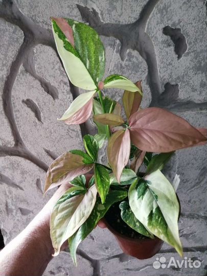 Сингониумы