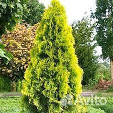 Туя Голден Смарагд