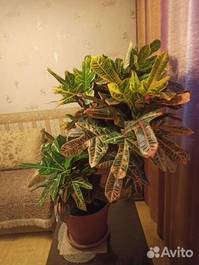 Кротон экселент