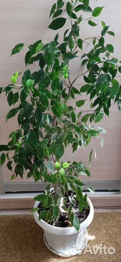 Комнатные цветы