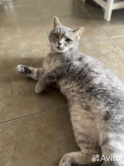 Британский кот