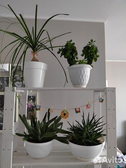 Комнатные растения 4 шт