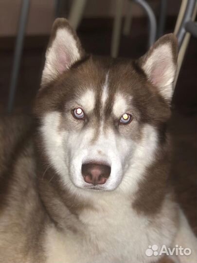 Вязка кобель Хаски Сибирский