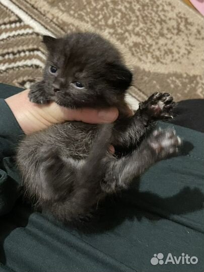 Красивые котята
