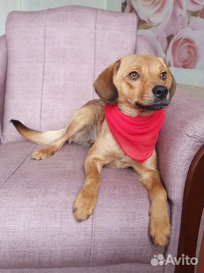 Собачка Ксюша из приюта